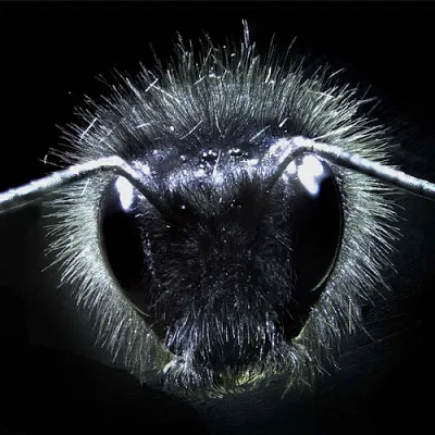 A bumblebee close up