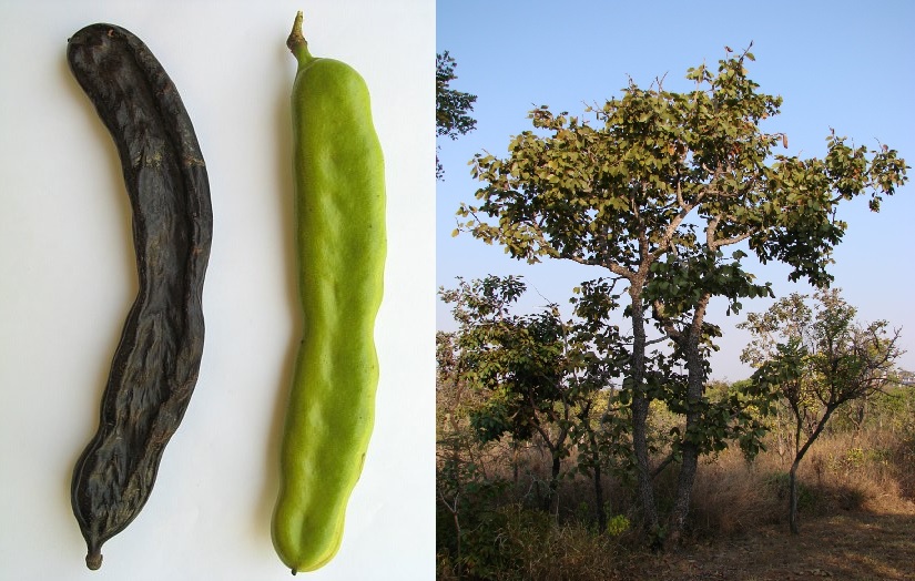 Árbol de Hymenaea y vainas