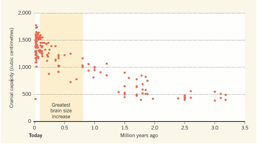 Gráfica del incremento de la capacidad craneal humana en el tiempo