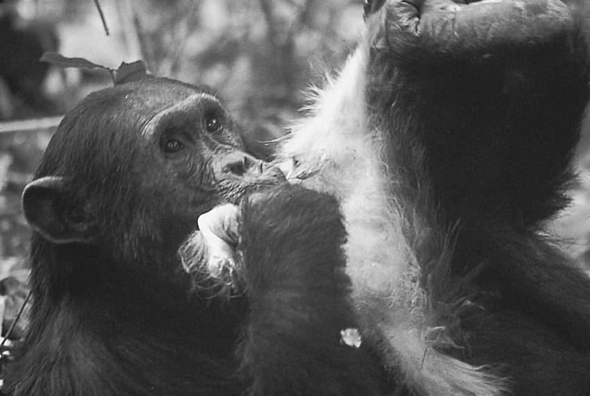 Fotografía del chimpancé Freud comiendo carne