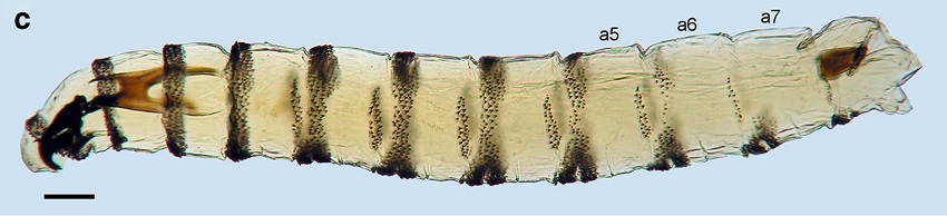 Micrografía de una larva de mosca de la carne